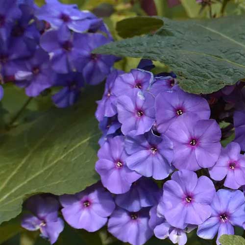 Phlox Blue Beauty Dwarf Seeds