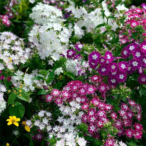 Phlox Twinkle Dwarf Mix Seeds