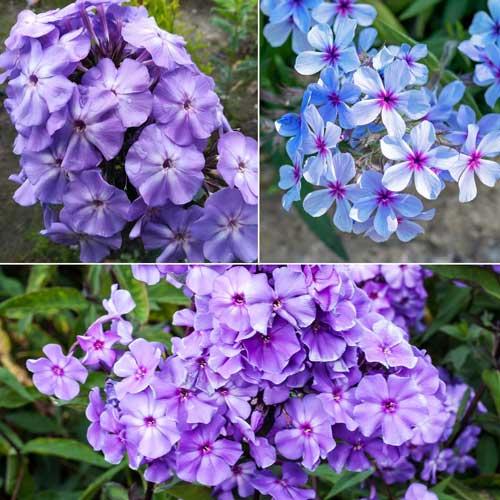Phlox Blue Beauty Dwarf Seeds