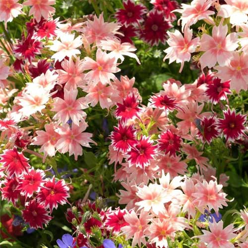Phlox Twinkle Dwarf Mix Seeds
