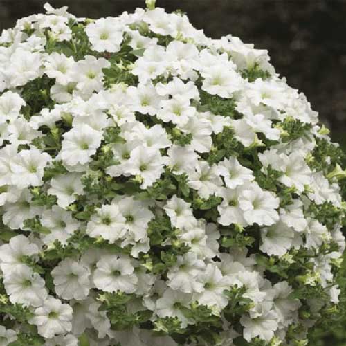 Petunia White Nana Compacta Flower Seeds