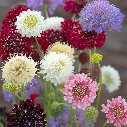 Scabiosa Mix Tall Double Seeds