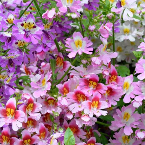 Schizanthus Mix Butterfly Angel Wings Seeds