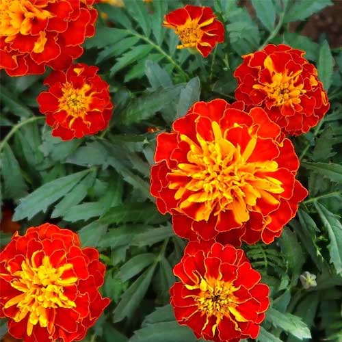 French Marigold Red Scarlet Seeds