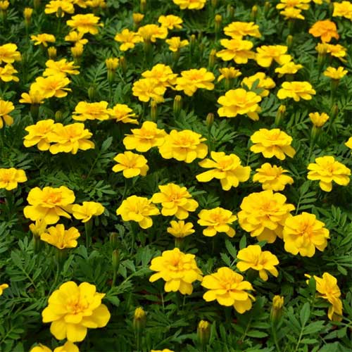 French Marigold Yellow Seeds