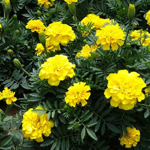 French Marigold Yellow Seeds