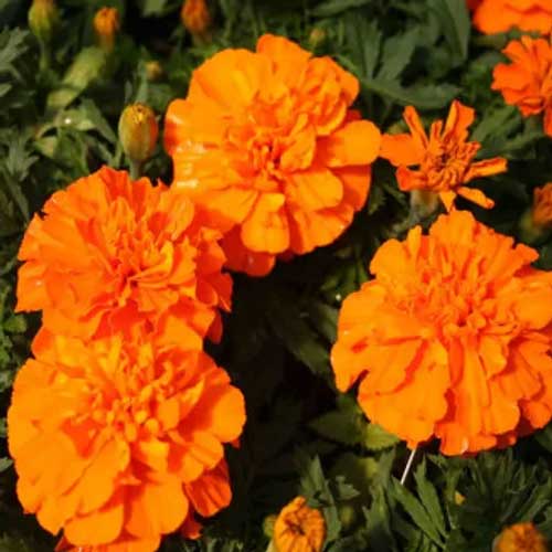 French Marigold Orange Seeds