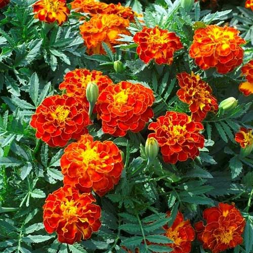 French Marigold Red Scarlet Seeds