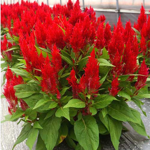 Celosia Red Seeds