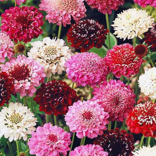 Scabiosa Mix Tall Double Seeds