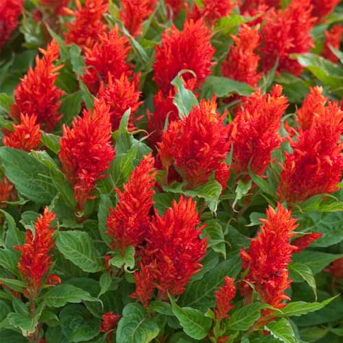 Celosia Red Seeds