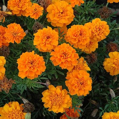 Marigold Gulzafri Orange French Seeds