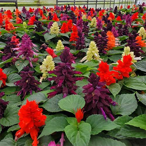 Salvia Mix Splendens Cleopatra Seeds