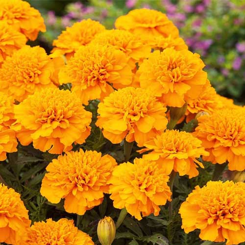 Marigold Gulzafri Orange French Seeds