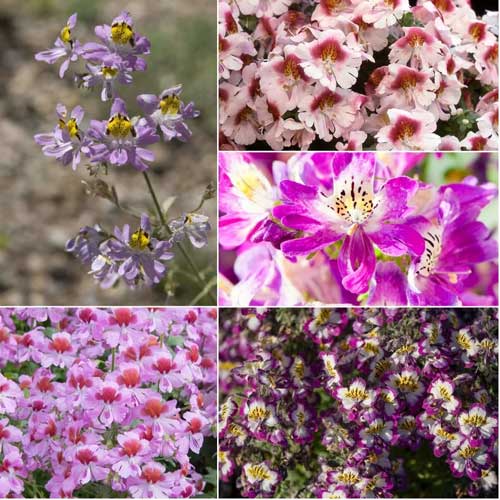 Schizanthus Mix Butterfly Angel Wings Seeds
