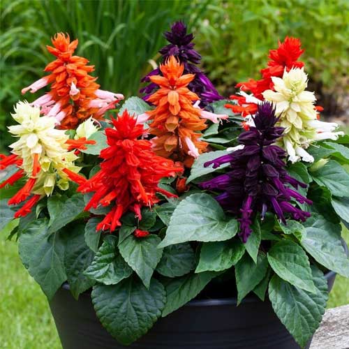 Salvia Mix Splendens Cleopatra Seeds