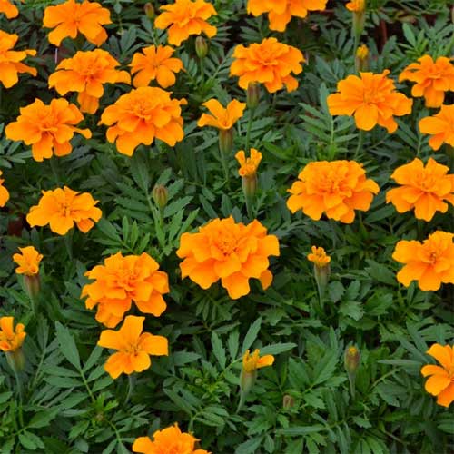 French Marigold Orange Seeds