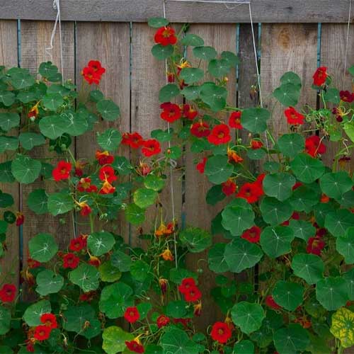 Nasturtium Red Mix Flower Seeds