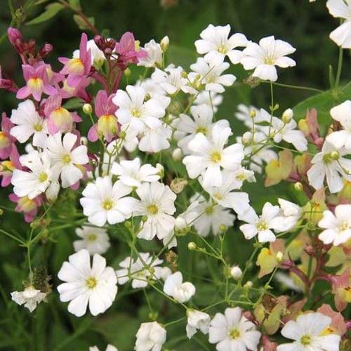 Gypsophila White Elegans Seeds