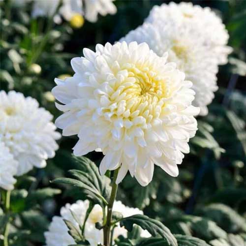 Chrysanthemum White Shevanti Seeds