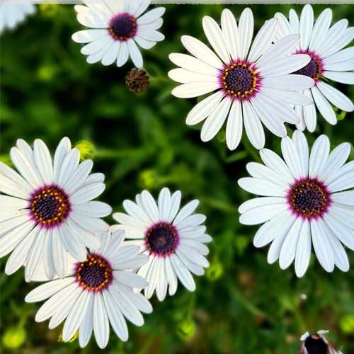 Dimorphotheca White Erecta Seeds