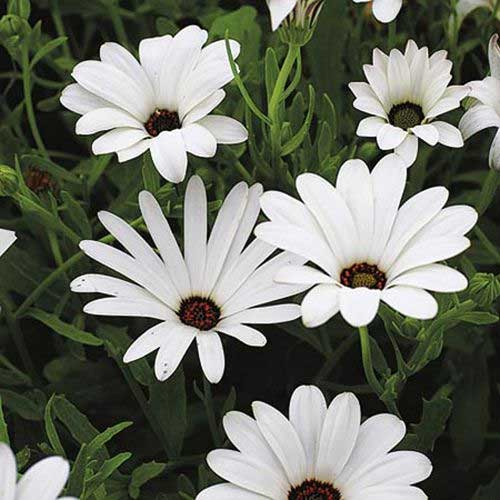 Dimorphotheca White Erecta Seeds