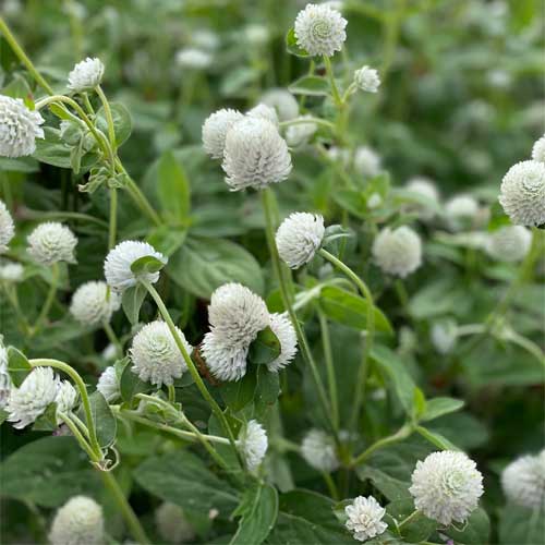 Gomphrena White Globosa Globe Seeds