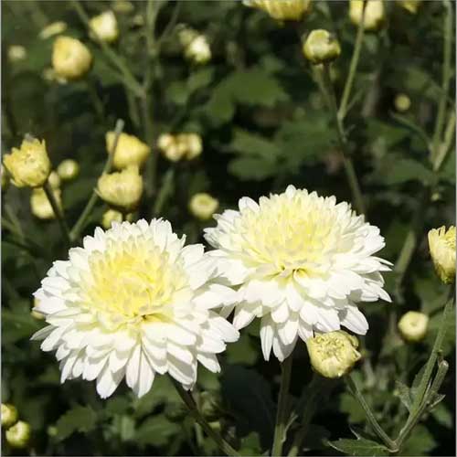 Chrysanthemum White Shevanti Seeds