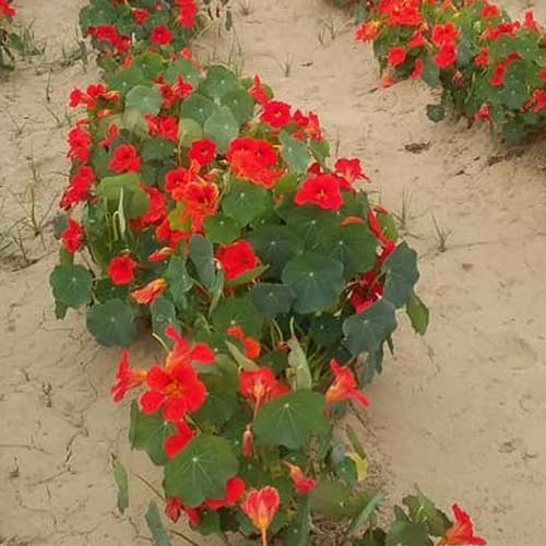 Nasturtium Red Mix Flower Seeds