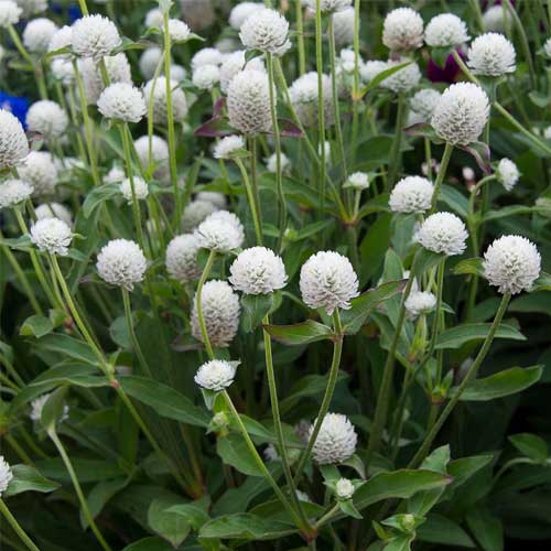 Gomphrena White Globosa Globe Seeds