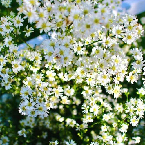 Gypsophila White Elegans Seeds