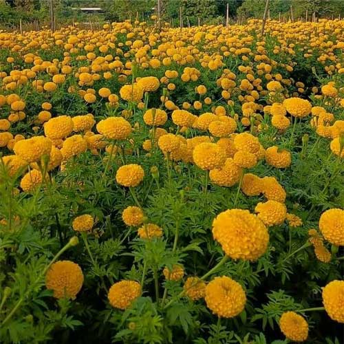Marigold Yellow Genda Kolkata Round Ball Seeds