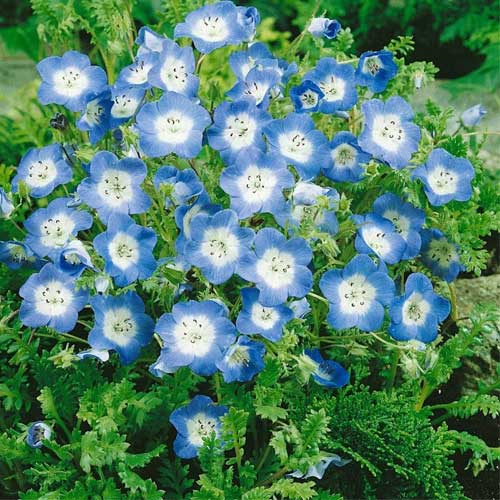 Nemophila Baby Blue Eyes Seeds