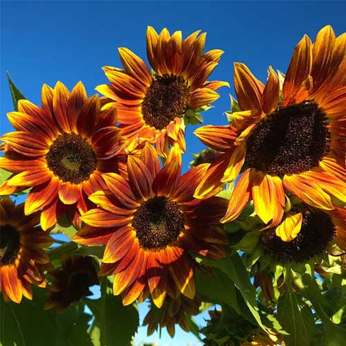Sunflower Red and Brown Seeds
