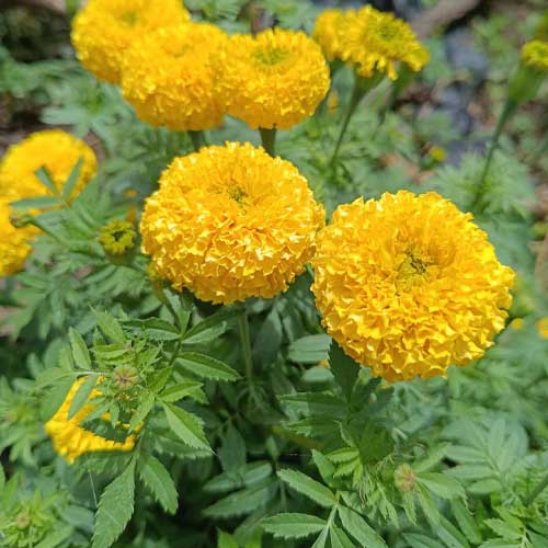 Marigold Yellow Genda Kolkata Round Ball Seeds
