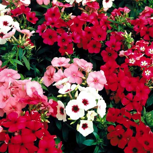 Phlox Drummondii Beauty Mix Seeds
