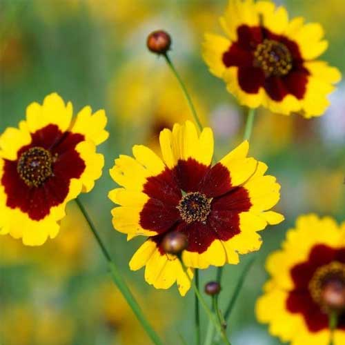 Calliopsis Tinctoria Mix Seeds