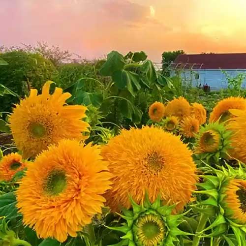 Sunflower Sun Gold Seeds