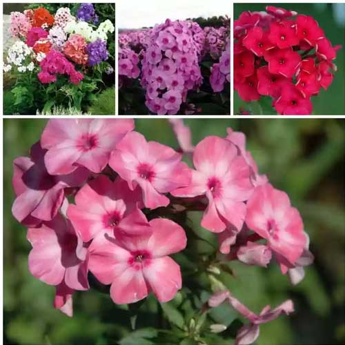 Phlox Drummondii Beauty Mix Seeds