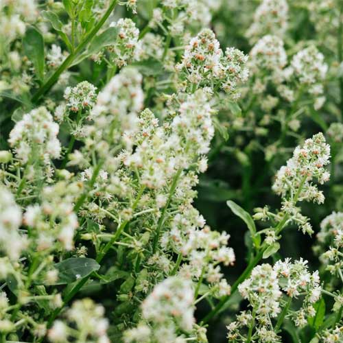 Reseda Odorata Rose Seeds