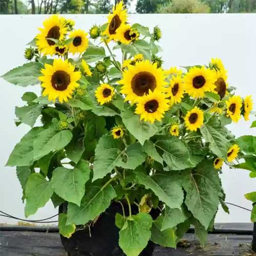 Sunflower Miniature Seeds