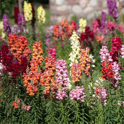 Antirrhinum Majus Maximum Mix Seeds