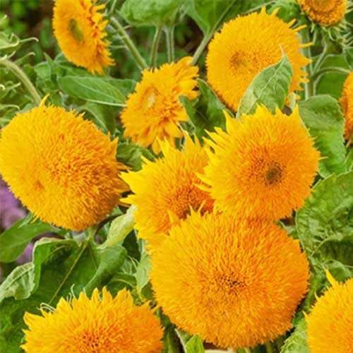 Sunflower Sun Gold Seeds