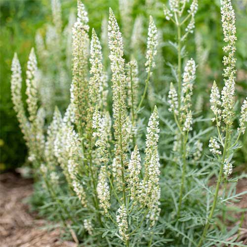 Reseda Odorata Rose Seeds