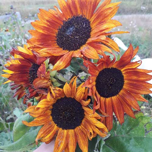 Sunflower Red and Brown Seeds