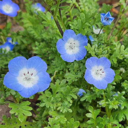 Nemophila Baby Blue Eyes Seeds