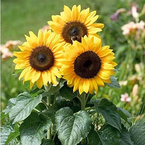 Sunflower Miniature Seeds