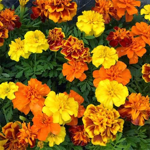 Marigold French Gulzafri Mix Seeds