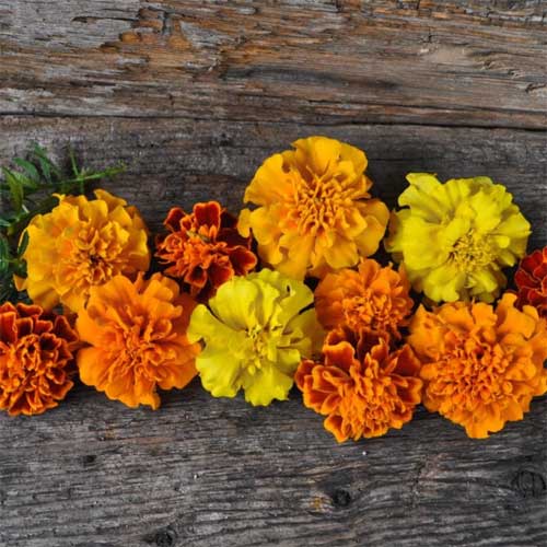Marigold Pusa Narangi Mix Seeds