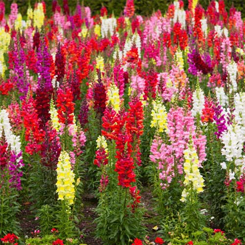 Antirrhinum Majus Maximum Mix Seeds
